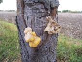 Burgen Sclösser